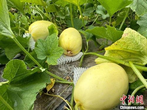 甘肃最新的瓜爆料,瓜果飘香,丰收喜讯传四方 第2张 甘肃最新的瓜爆料,瓜果飘香,丰收喜讯传四方 第2张